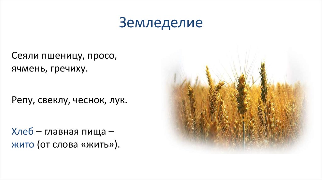 Объяснение слов жито. Что сеяли славяне. Посеять пшеницу. Значение слова жито. Сеют пшеницу просо ячмень.