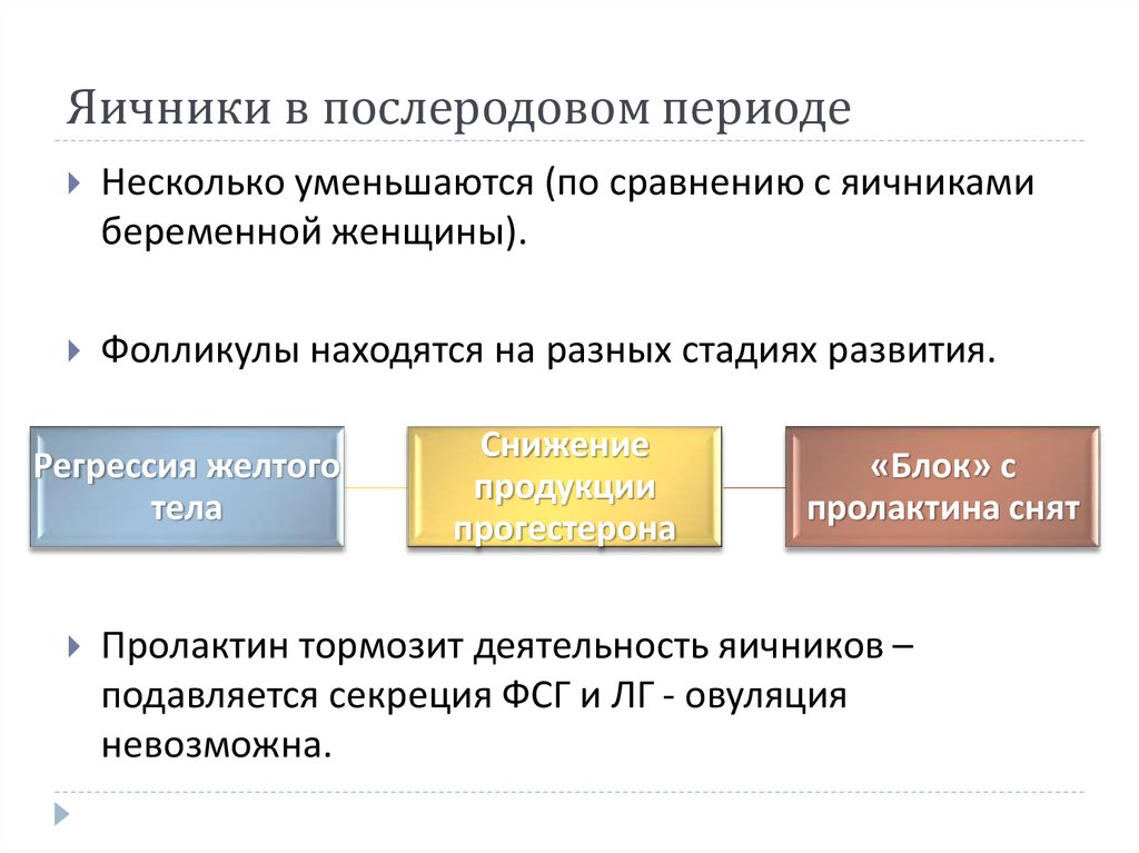 Яичники в послеродовом периоде
