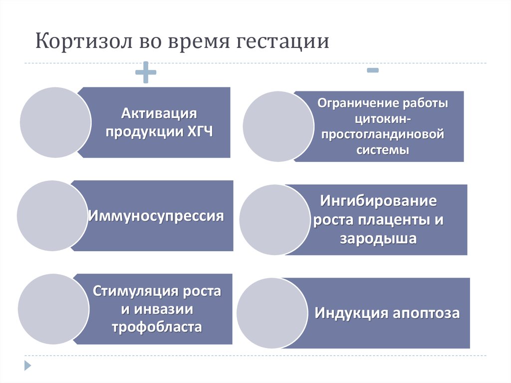 Кортизол во время гестации