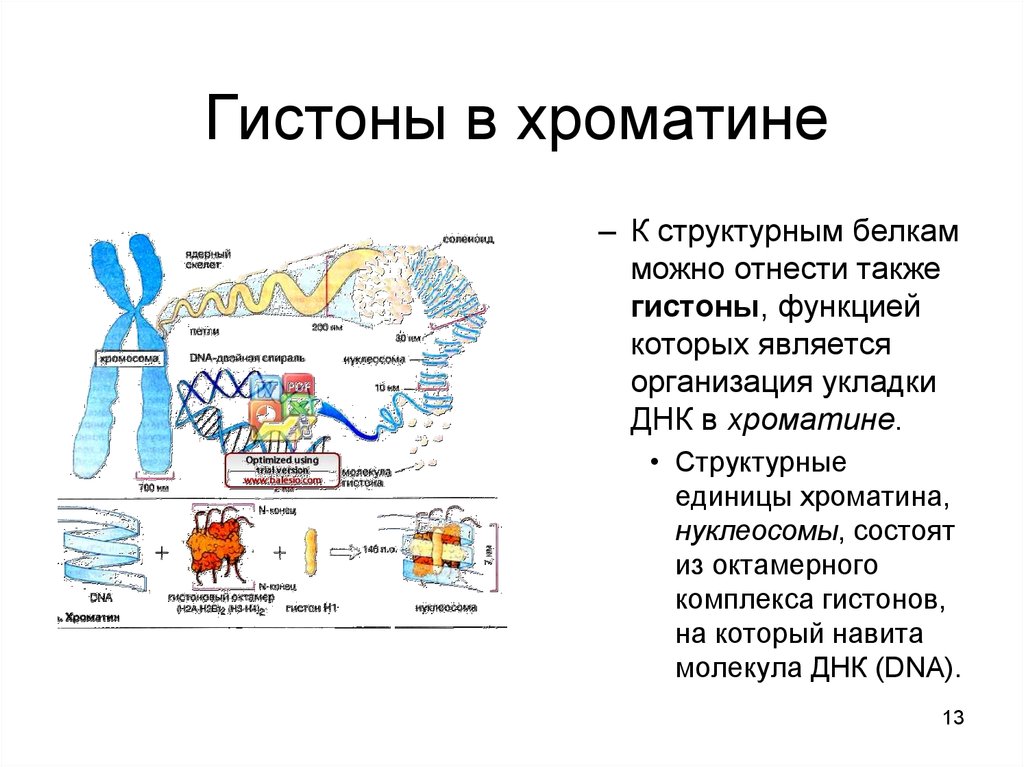 Гистон какой белок