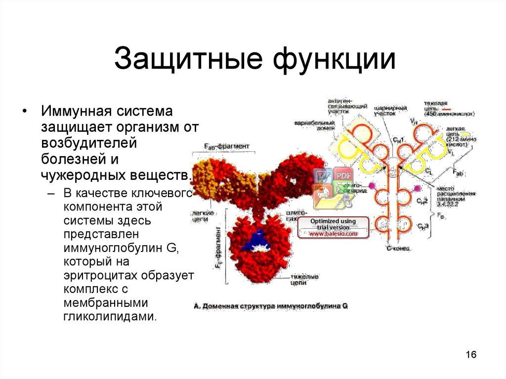 Защитная функция белка. Иммуноглобулин функция белка. Иммунная система иммуноглобулины. Основные белки иммунной системы. Иммуноглобулины. Строение.. Защитная функция белков иммуноглобулины.