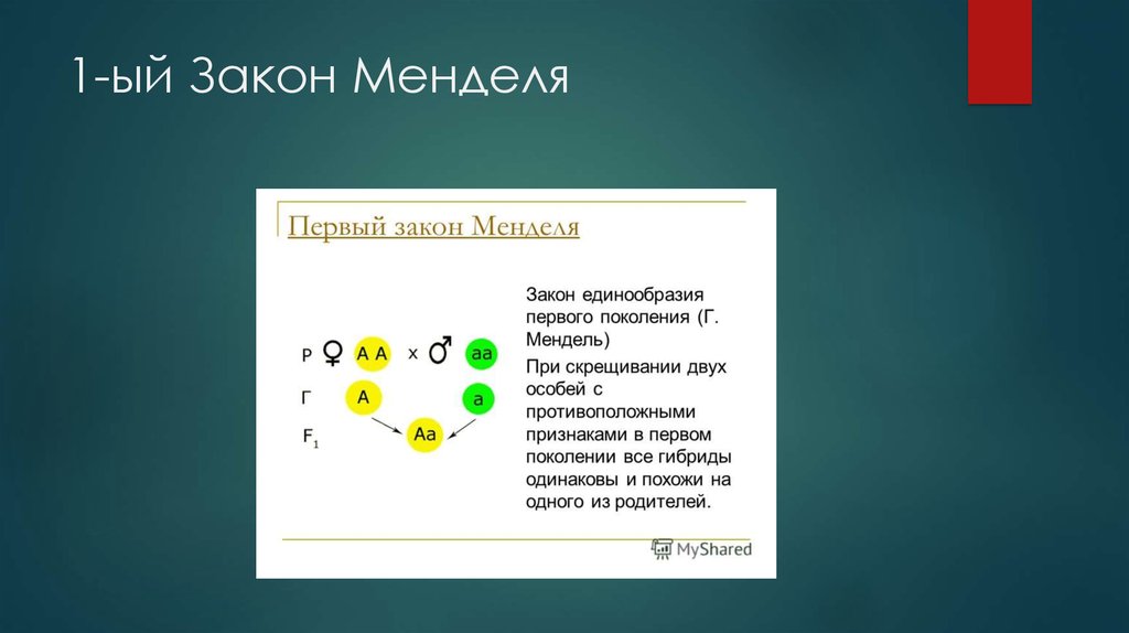 Презентация закон менделя