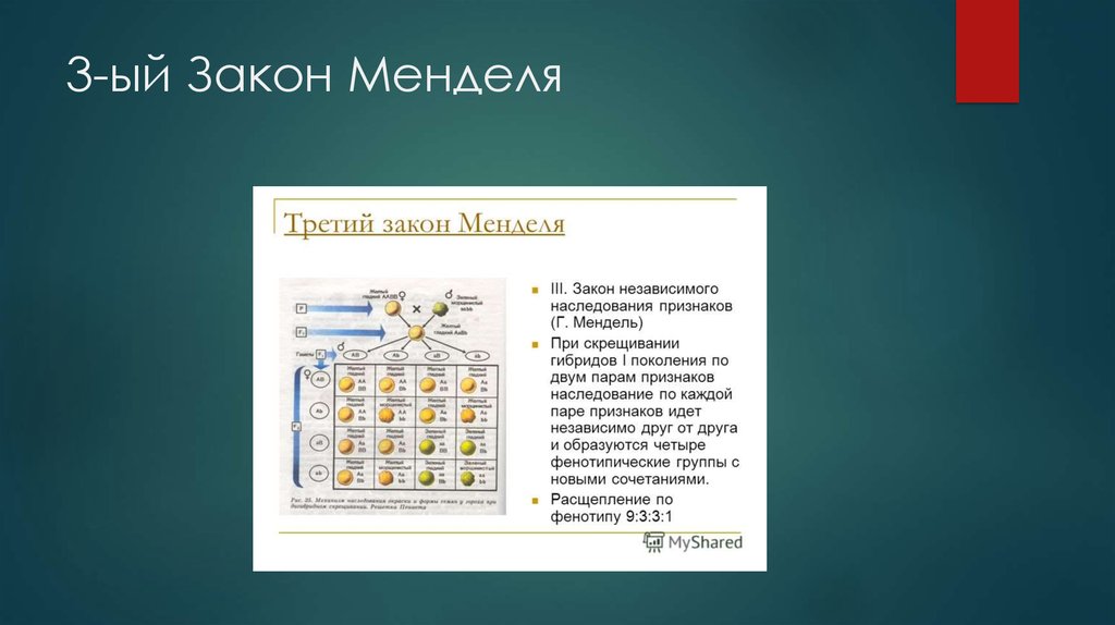 Третьим законом г менделя. Признание законов Менделя. Законы Менделя таблица. Таблица Менделя генетика. Расщепление по фенотипу 9331 закон Менделя.