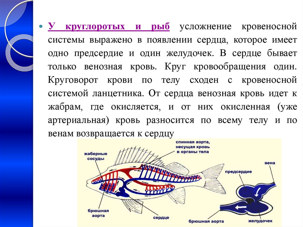 Какие системы органов у рыб. Кровеносная система рыб 7 класс биология. Кровеносная система рыбы один круг кровообращения. Кровеносная система круглоротых и рыб. Кровеносная система рыб кровь венозная.