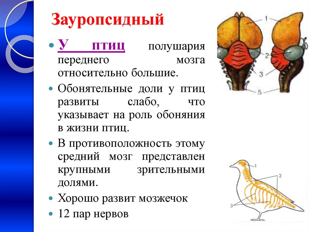 Состав головного мозга птиц. Функции большого полушария мозга у птиц. Зауропсидный Тип строения птицы. Обонятельные доли у птиц. Зауропсидный Тип головного мозга.