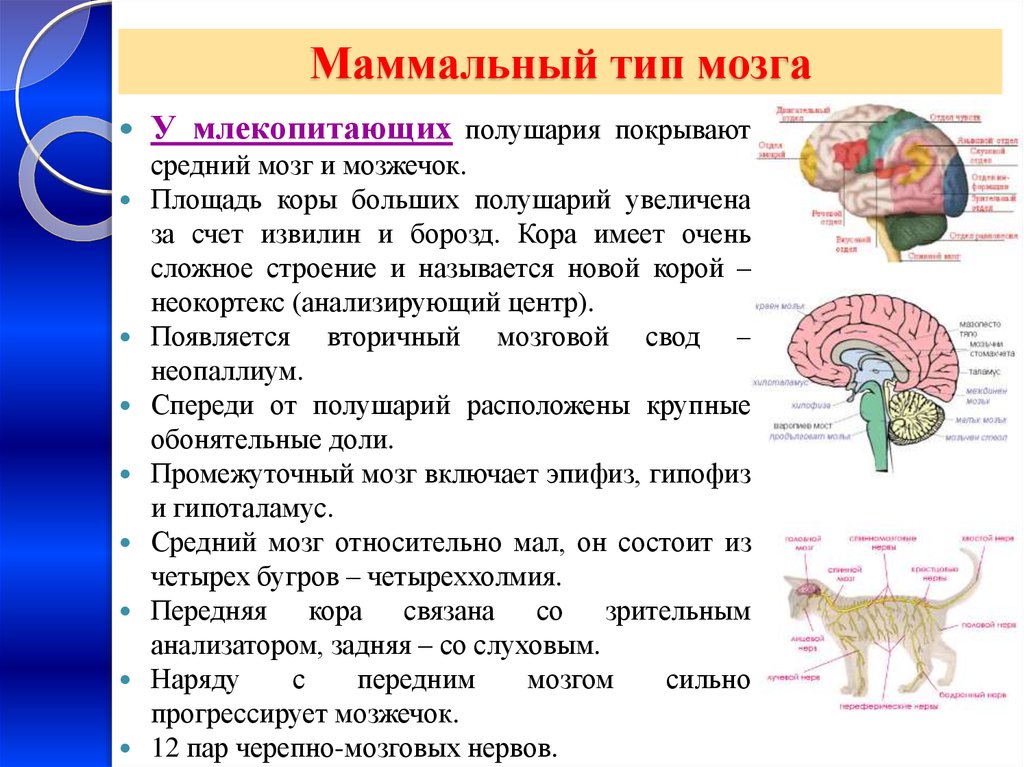 Центры мозга млекопитающих. Тип головного мозга млекопитающих. Функции мозга млекопитающих. Маммальный Тип мозга. Функции отделов головного мозга млекопитающих.