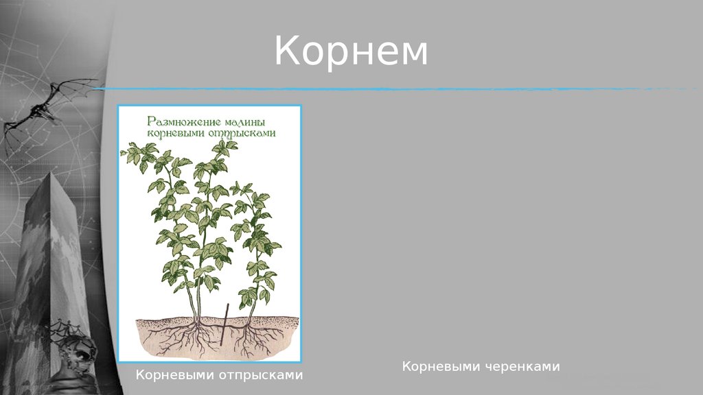 Размножение корневыми отпрысками. Размножение корневыми черенками. Деление растений. Размножение малины корневыми отпрысками.