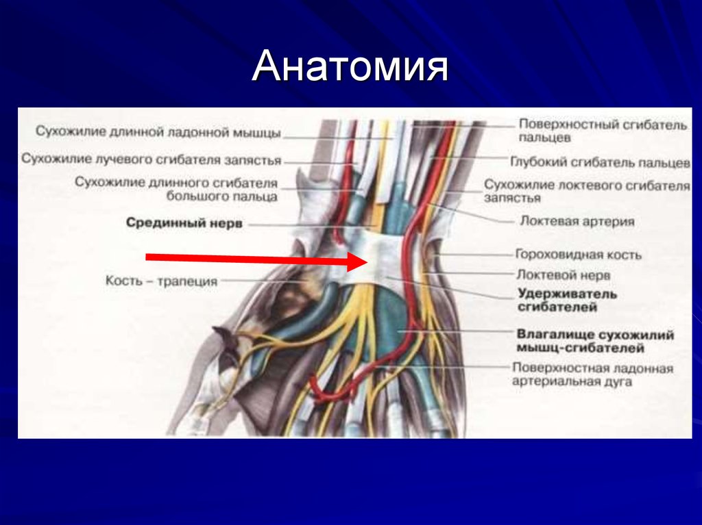 Синдром карпального канала мкб 10. Синдром вертебробазилярной артериальной системы что это такое.