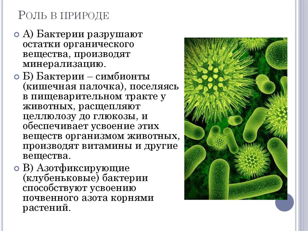 Бактерии органические вещества. Роль бактерий симбионтов. Бактерии симбионты роль в природе. Кишечная палочка роль в природе. Бактерии симбионты кишечная палочка.