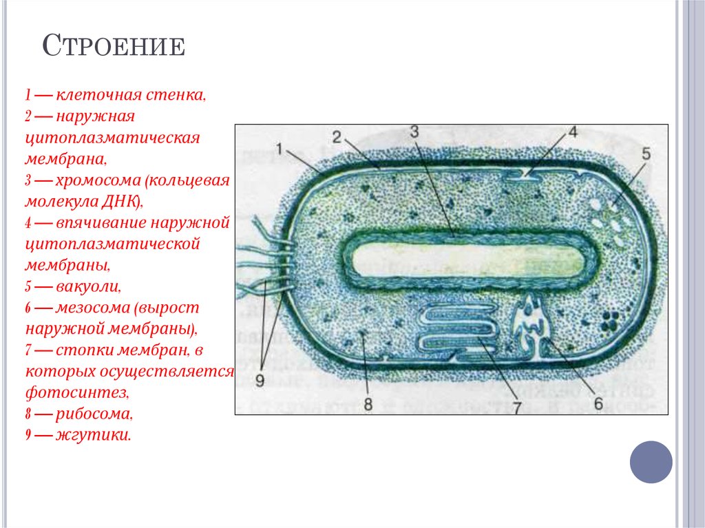 1. Строение прокариотической клетки. Прокариотическая клетка бактерии строение. Строение клетки прокариот бактерии. Строение прокариотической клетки 10 класс. Появление первых прокариотических клеток