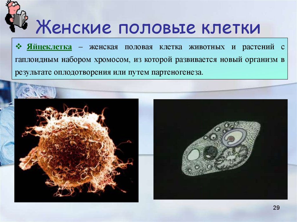 Образование женских и мужских клеток