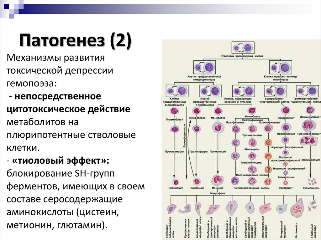 Схема постнатального гемопоэза