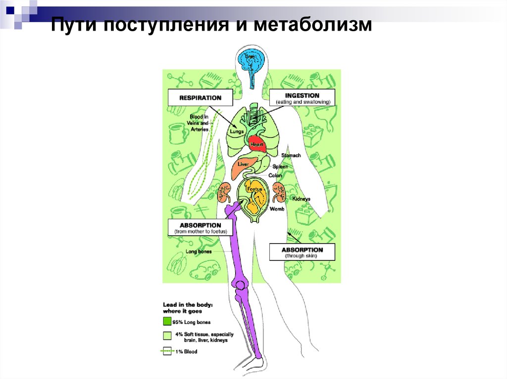 Поступивший в пути. Пути поступления яда в организм человека. Пути попадания токсинов в организм. Пути проникновения токсинов в организм. Пути проникновения яда в организм человека.