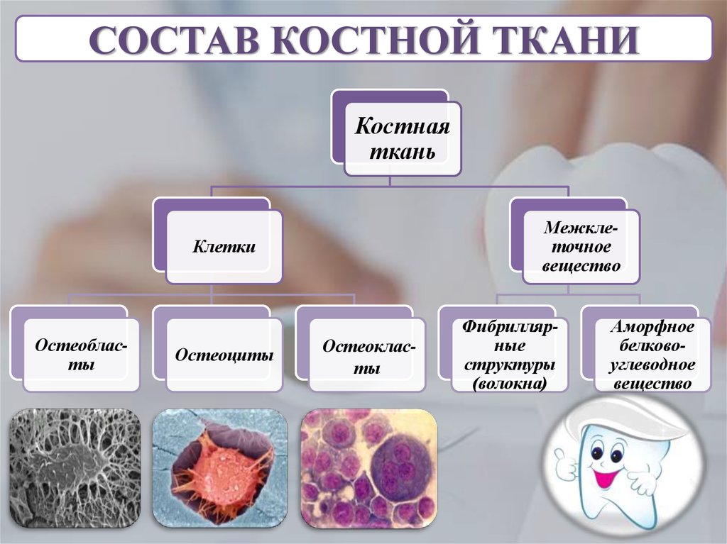 Ткани кальций. Состав основного неорганического вещества костной ткани. Состав костной ткани человека. Клеточные составляющие костной ткани. Основные компоненты костной ткани.