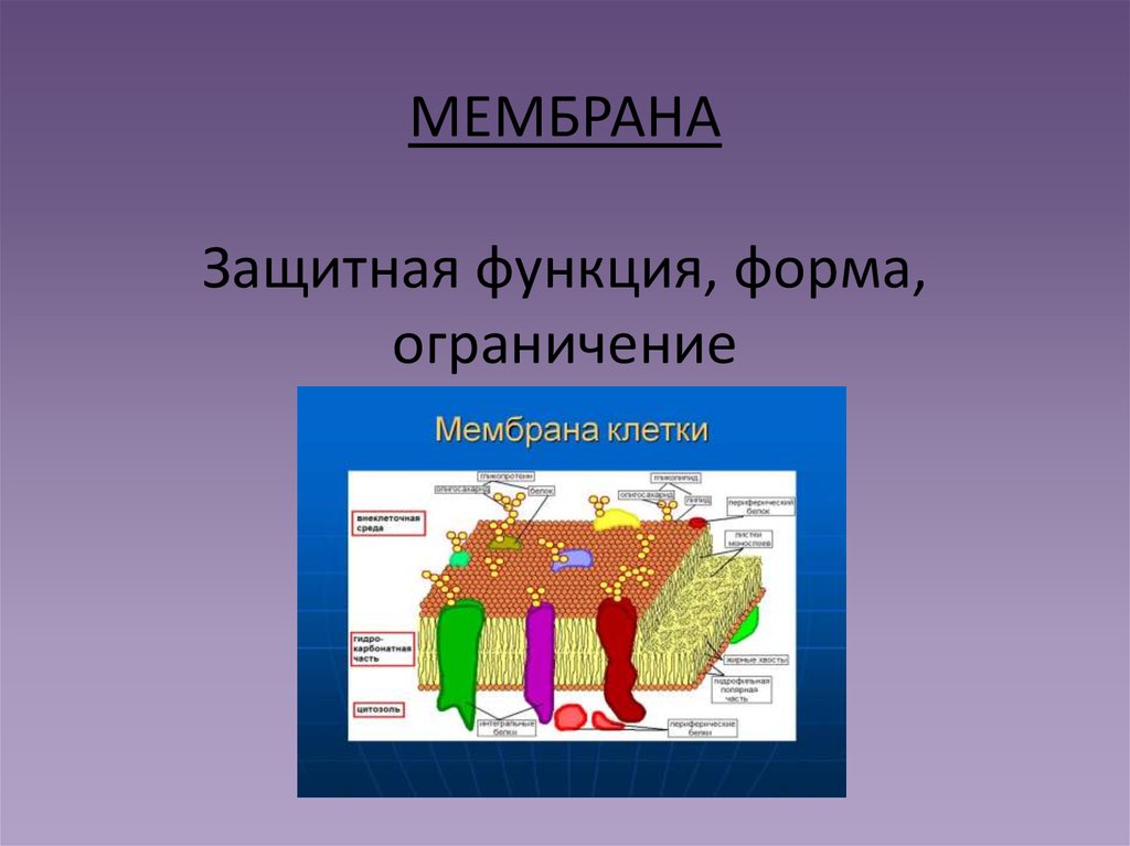 МЕМБРАНА Защитная функция, форма, ограничение