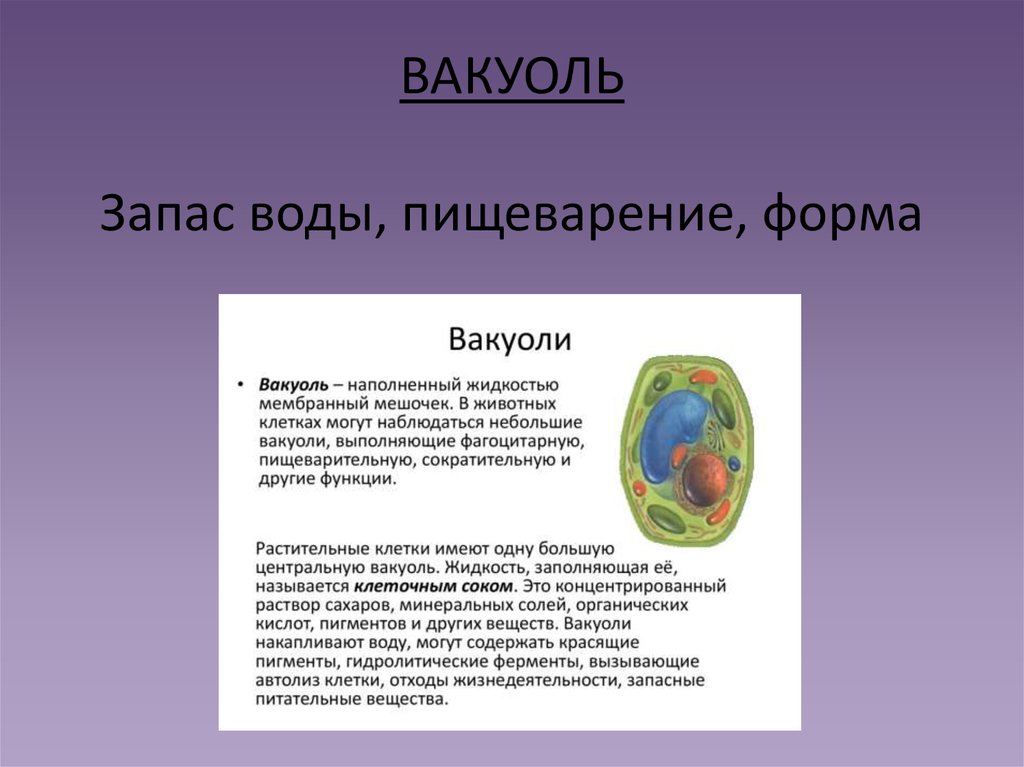 Клетки растений имеют вакуоли. Запас воды вакуоли. Вакуоли содержат растворимые в воде вещества. Вакуоль в растительной клетке запасает воду. Что содержит вакуоль.