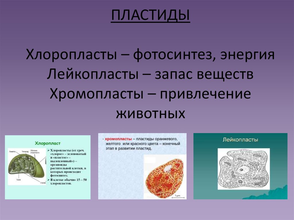 В хромопластах происходит