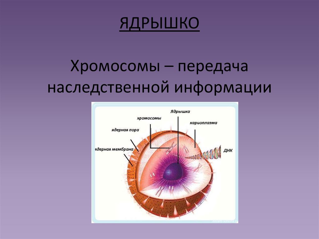 Ядрышко хромосомы. Ядрышковые хромосомы. Ядрышко ядрышковых хромосом. Ядрышко это участок хромосомы где образуется. Кариоплазма.