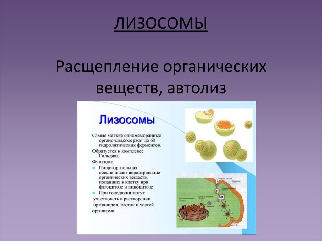 Функции органоидов лизосома. Расщепление органических веществ. Лизосомы расщепление веществ. Автолиз лизосом. Особенности строения лизосомы и её функции.