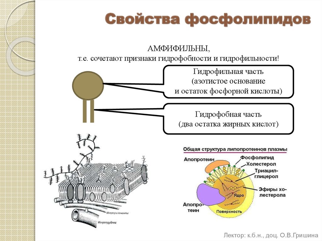 Фосфолипиды строение свойства. Гидрофильные свойства фосфолипидов. Фосфолипиды характеристика. Гидрофобные и гидрофильные свойства фосфолипидов. Гидрофобные части фосфолипидов.