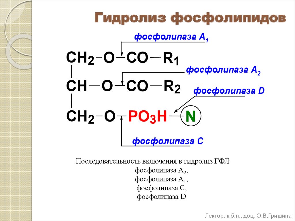 Гидролиз фосфолипидов