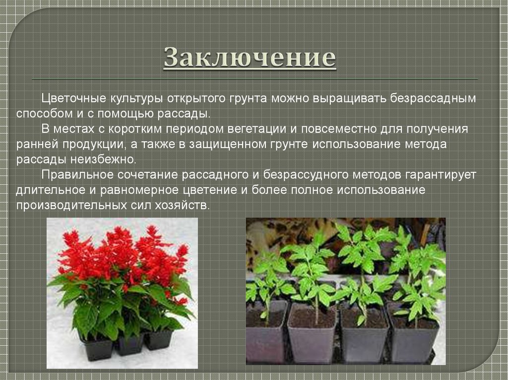 Презентация цветочно декоративные растения открытого грунта