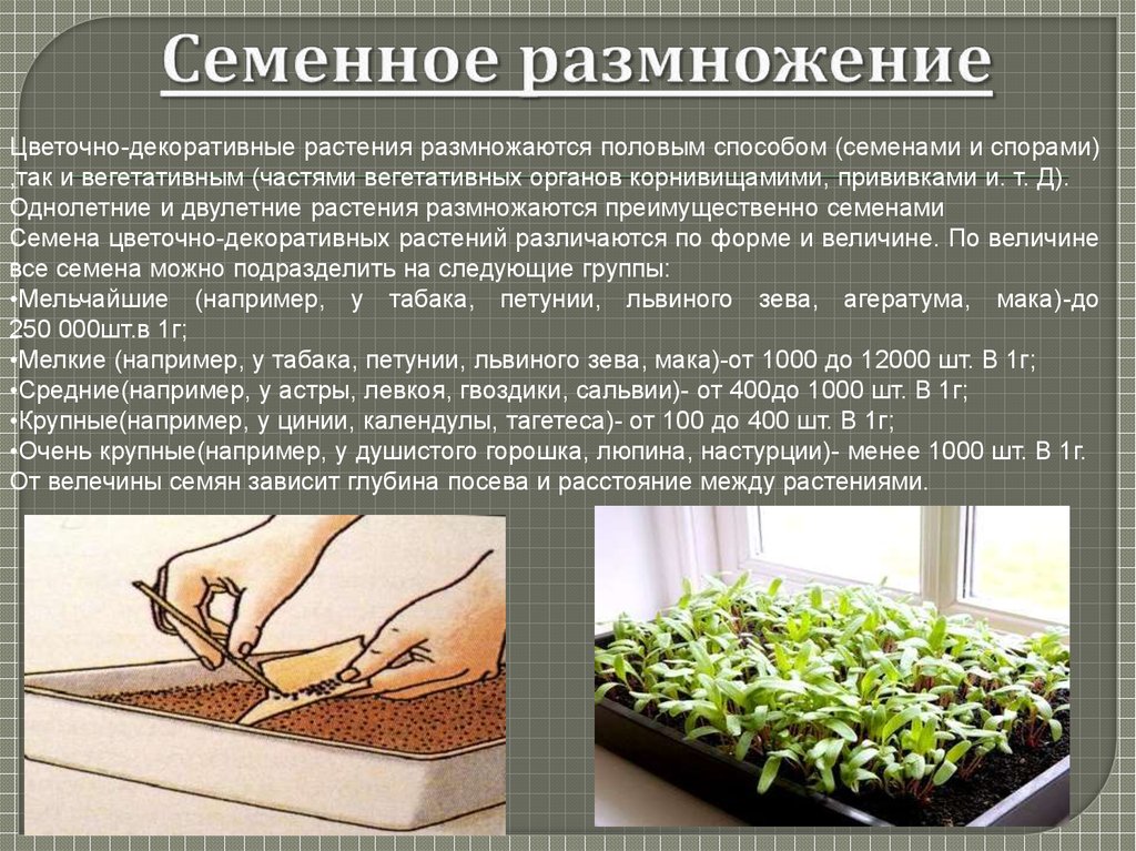 Способ растений. Семенное размножение петунии. Размножение растений семенами. Семенное размножение растений. Размножение цветочно-декоративных растений.