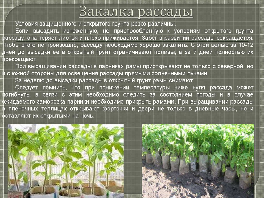 Какая температура должна быть для рассады помидор. Закалка рассады. Закаливание рассады. Технология возделывания томата в защищенном грунте. Защищенный и открытый грунт.