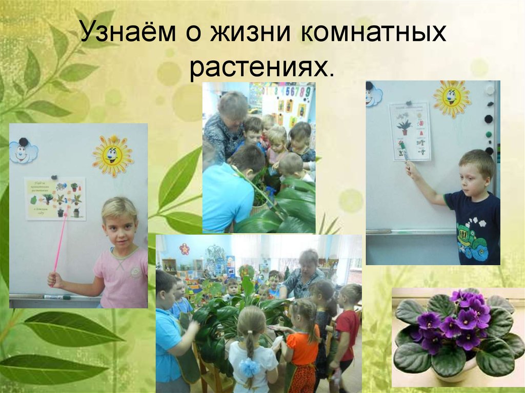 Узнаём о жизни комнатных растениях.