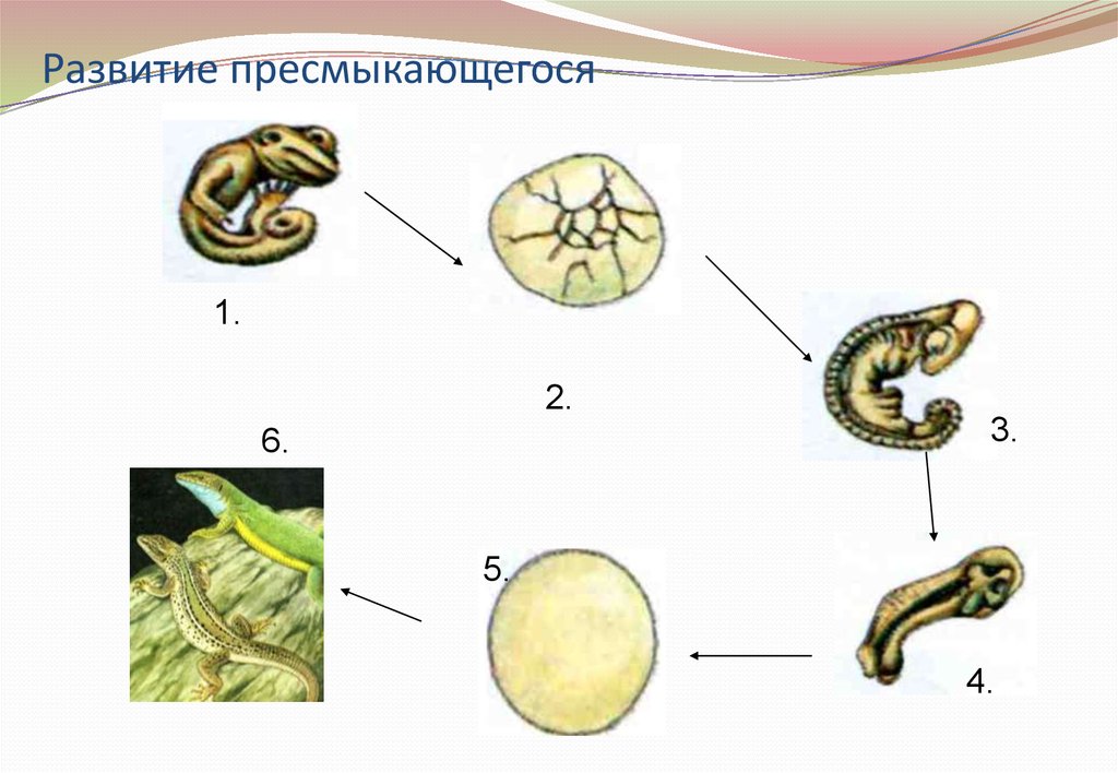 Развитие змеи схема