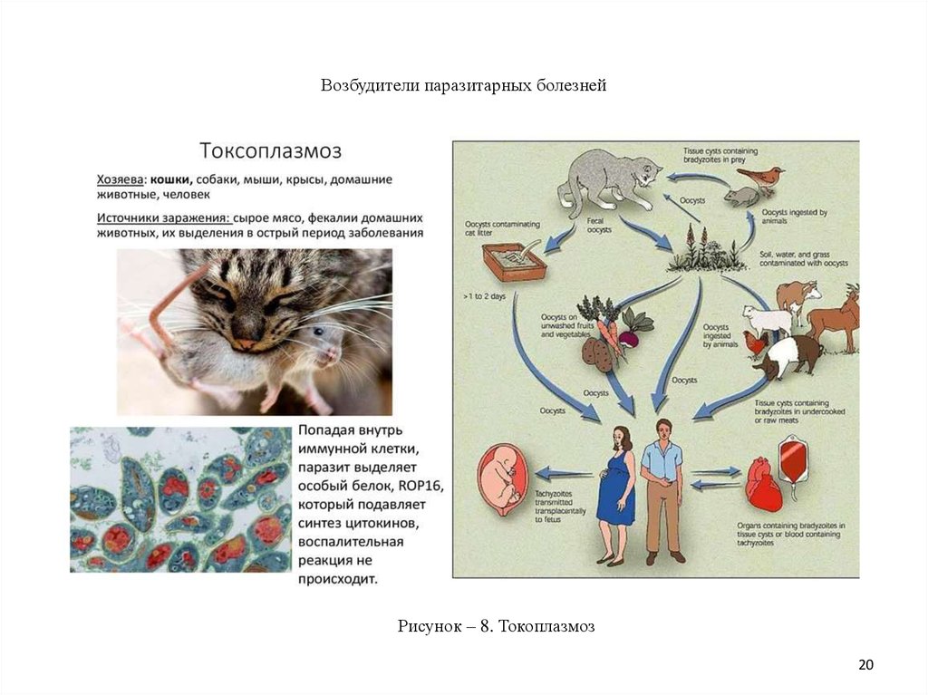 Токсоплазма промежуточные хозяева. Toxoplasma gondii патогенез. Токсоплазмоз возбудитель заболевания. Токсоплазмоз пути заражения. Жизненный цикл токсоплазмы гондии.