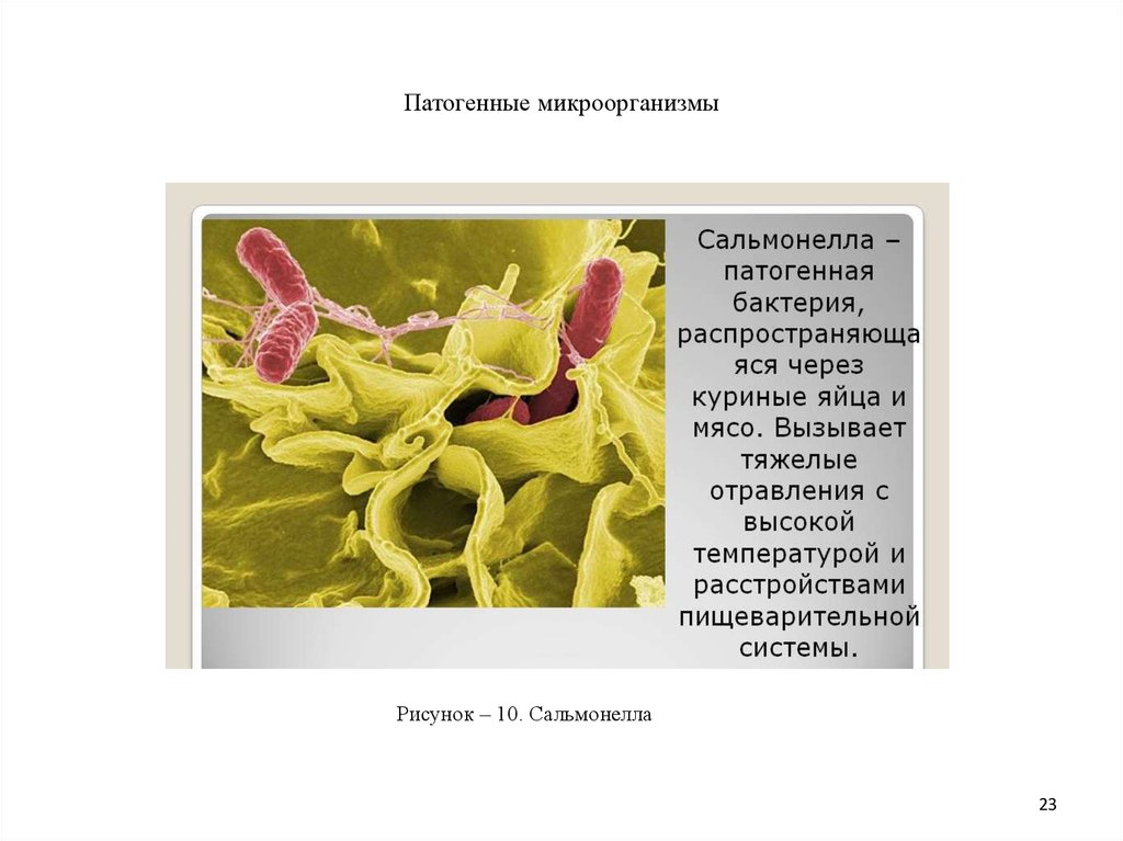 Патогенная микрофлора. Болезнетворные бактерии сальмонелла. Болезнетворные бактерии сальмонелла доклад. Патогенные микроорганизмы, в том числе сальмонеллы. Патогенные микроорганизмы примеры.