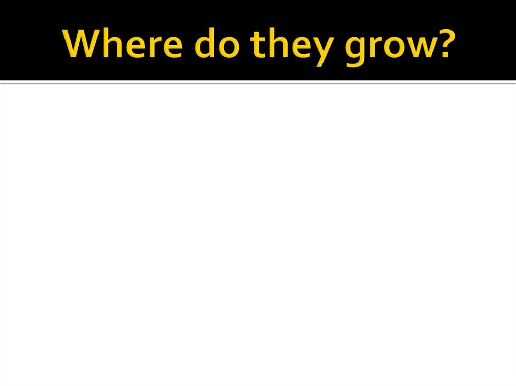 Where do they grow?