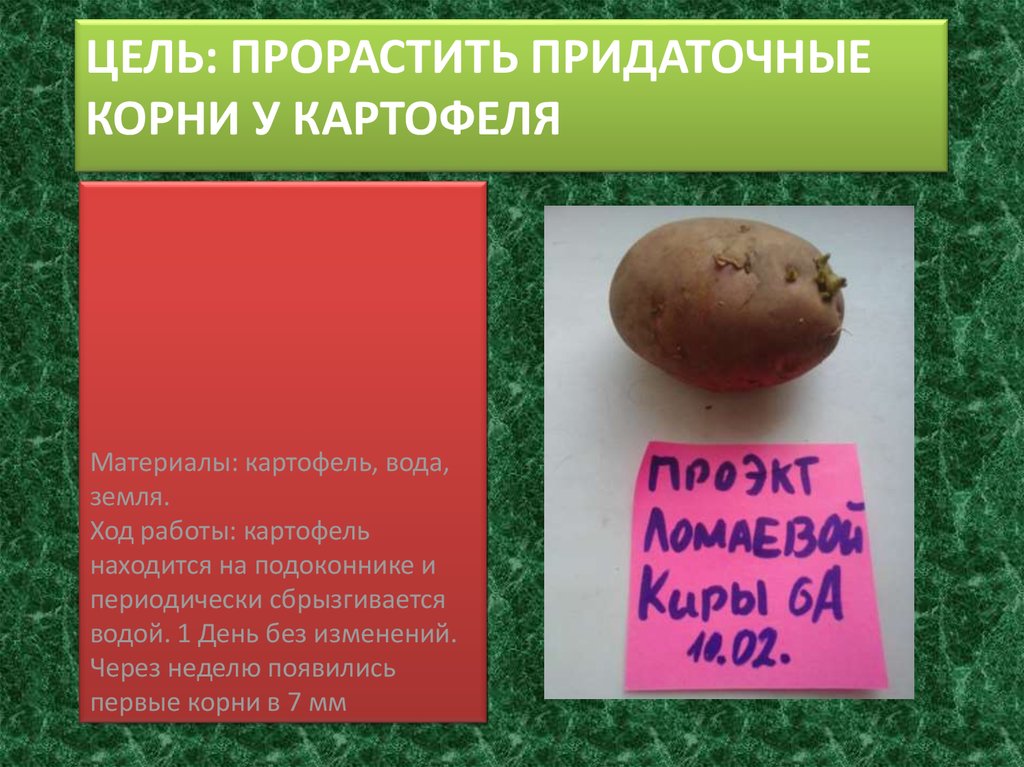 Картофель какая среда. Придаточные корни картофеля. Корешки картофеля. Препарат для образования корнеплодов картофеля. Как прорастить корень у картофеля.