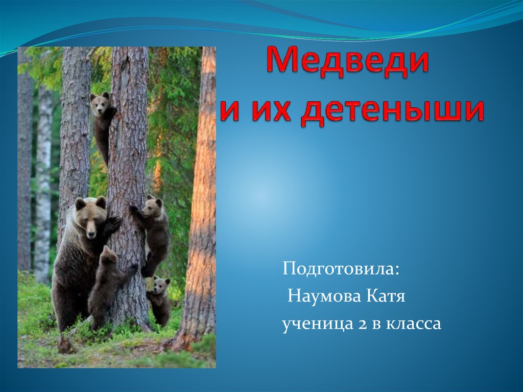 Фото 1 Медведя
