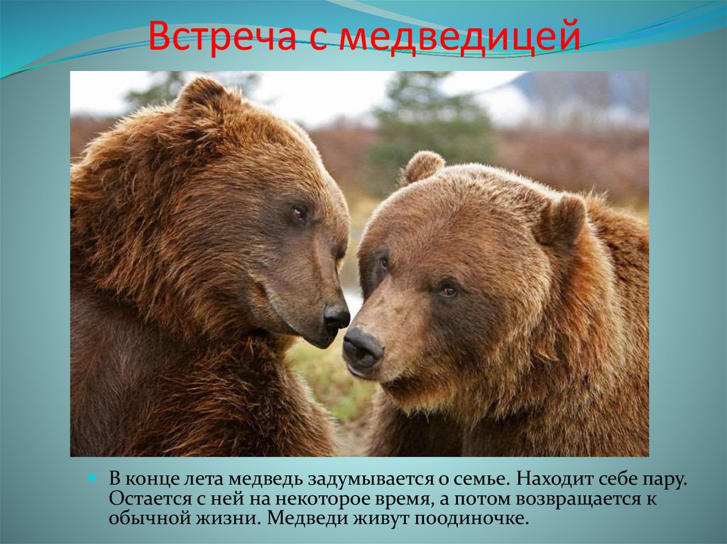 Встреча с медведицей