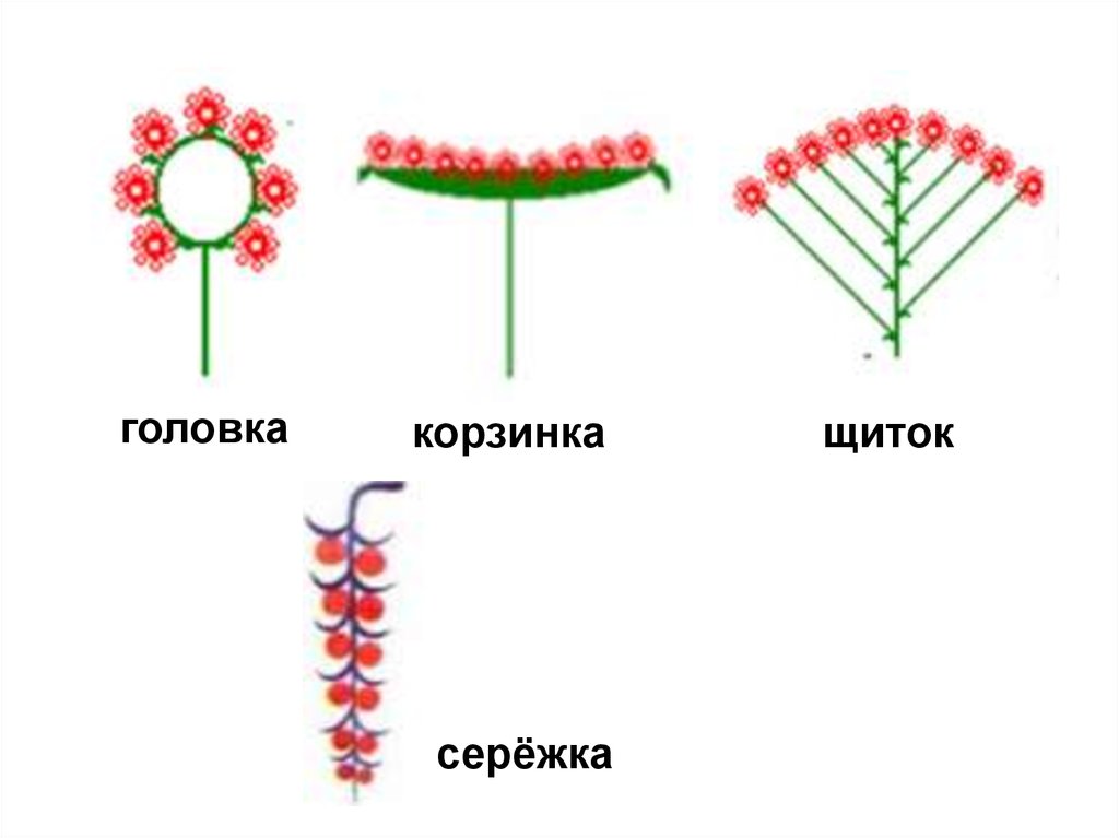 Соцветие сережка рисунок