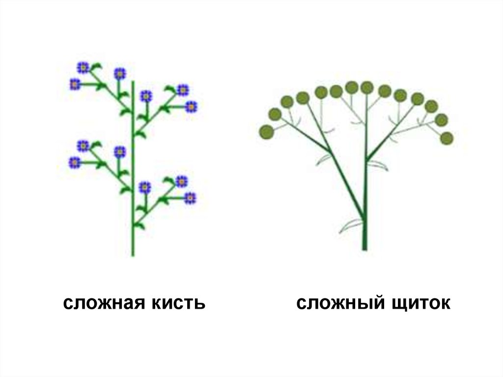 Соцветие кисть. Соцветие сложная кисть схема. Схема соцветия сложный щиток. Калина Тип соцветия. Простая и сложная кисть.