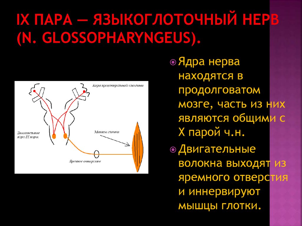 9 пара черепных нервов презентация