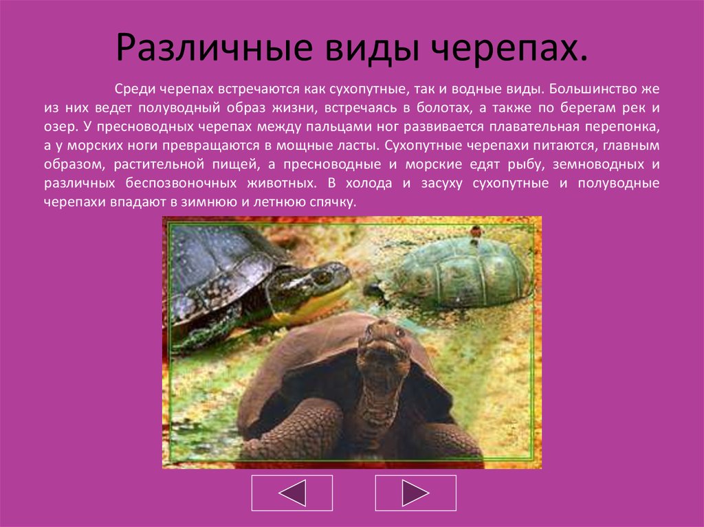 Отряды пресмыкающихся черепахи