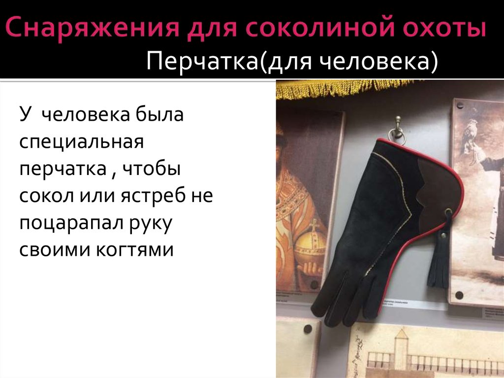 Снаряжения для соколиной охоты