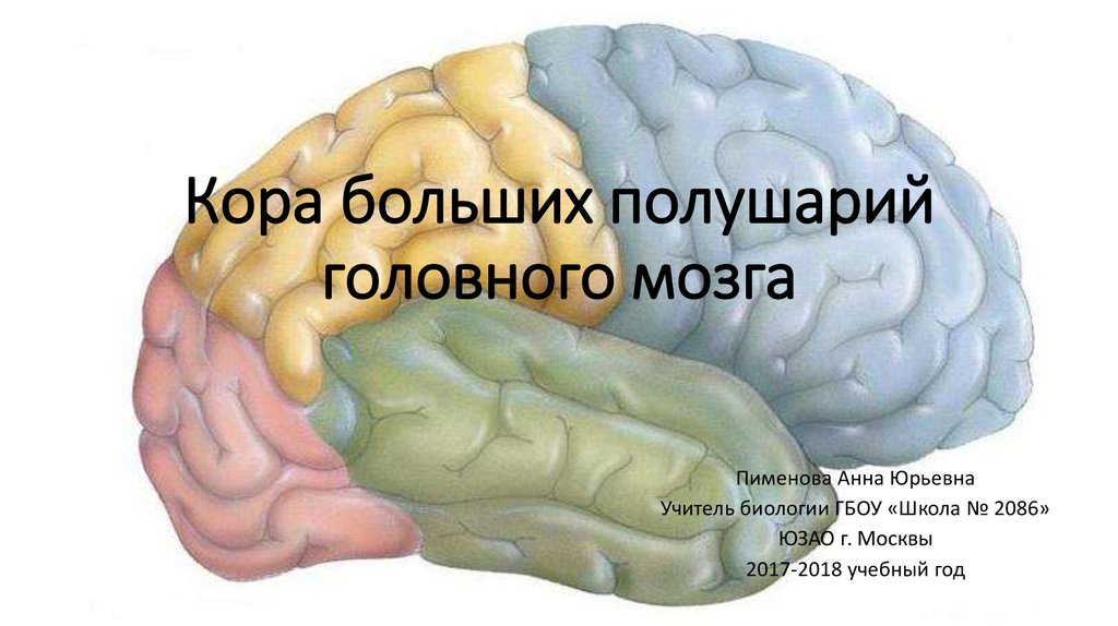 Кора больших полушарий головного мозга гистология рисунок