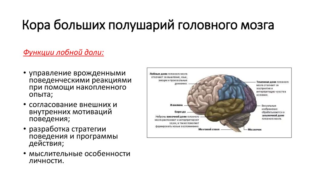 Схема коры больших полушарий мозга