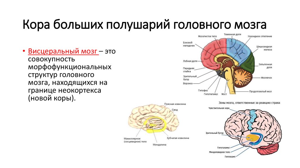 Влияние коры. Структура и функции коры головного мозга.. Лимбическая доля полушарий большого мозга. Строение головного мозга кора головного мозга. Структурно функциональная система коры головного мозга.