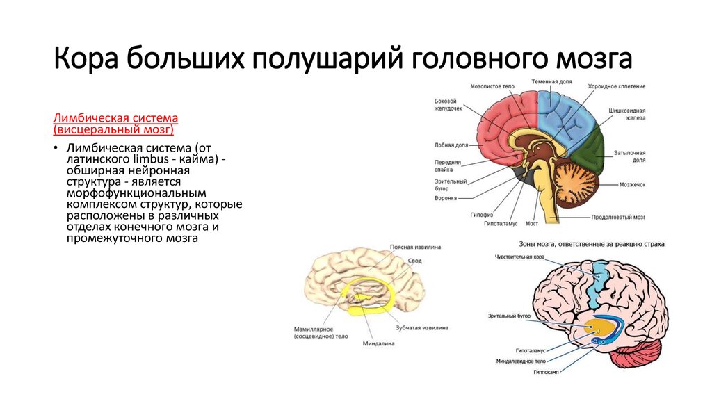 Что находится в полушариях мозга