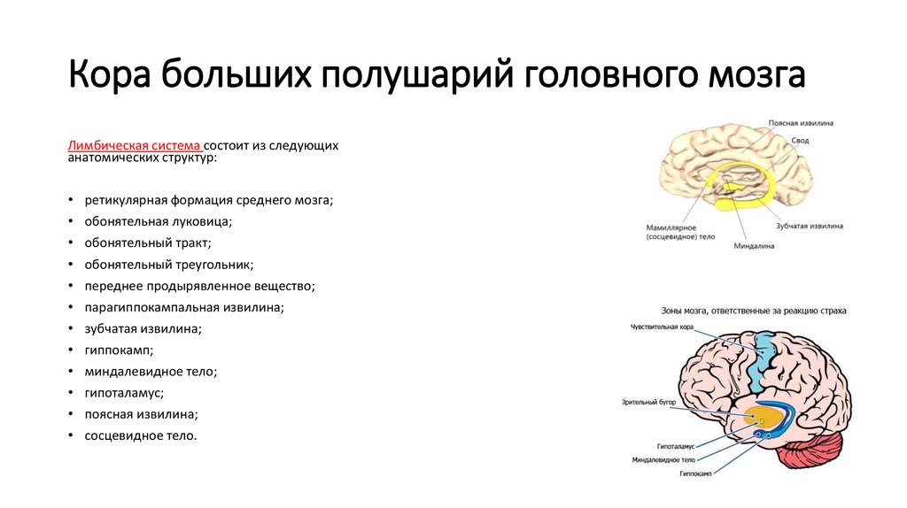 Признаки характеризующие кору головного мозга. Корковые и подкорковые образования лимбической системы.