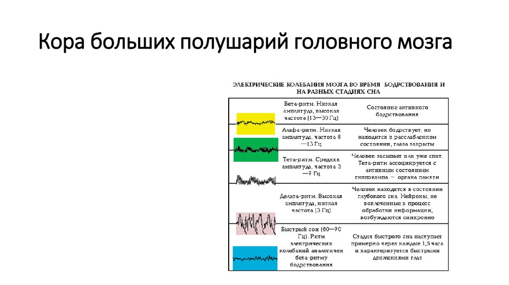 Функции коры. Электрическая активность коры головного мозга. Кора больших полушарий таблица. Электрическая активность коры больших полушарий. Охарактеризуйте электрическую активность коры головного мозга..