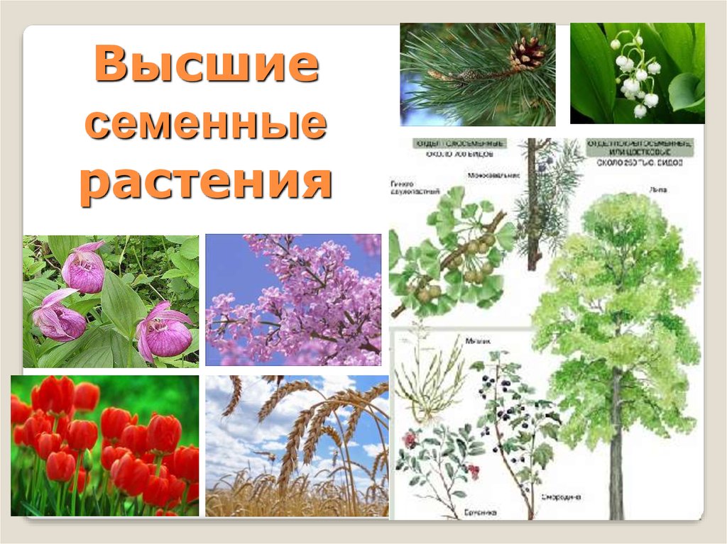 Семенные растения примеры организмов. Семенные растения. Высшие семенные растения. Многообразие семенных растений. Отделы семенных растений.
