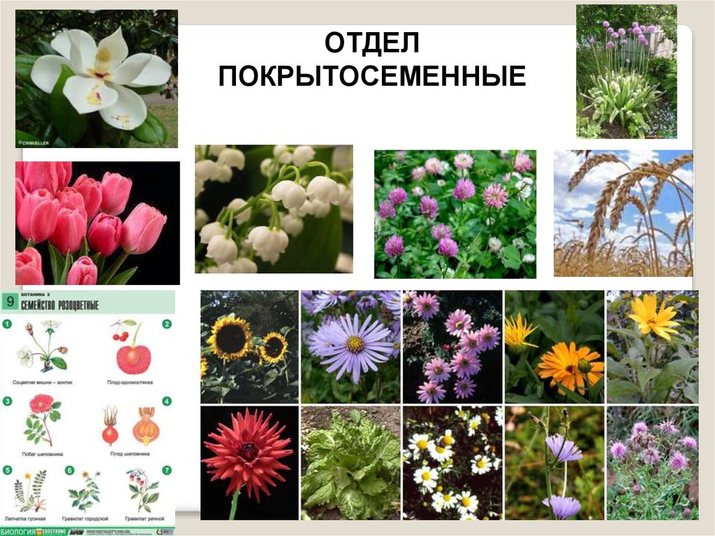 Примеры про растения. Покрытосеменные цветковые. Цветковые представители. Представители цветковых растений. Цветковые растения представители.