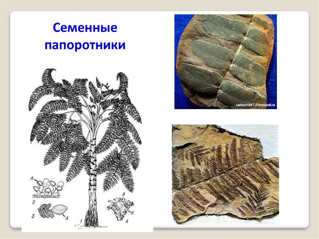 Древние голосеменные растения. Палеозойские семенные папоротники. Мезозойские семенные папоротники. Семенные папоротники Триасового периода. Семенные папоротники Голосеменные.